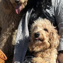 Yandy - Goldendoodle