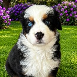 Lightning - Black tri-color female Australian Shepherd puppy in Marshall, Virginia from Aussie Tales Farm
