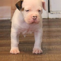 American Bulldog Puppies from Rogue Native Bulldogs