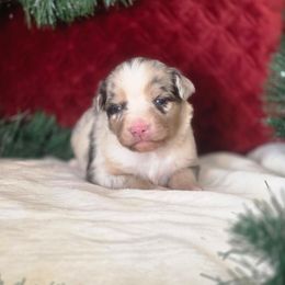Billie Rae - Blue merle female Miniature Australian Shepherd puppy in Killen, Alabama from Wilkers Wholehearted Mini Aussies