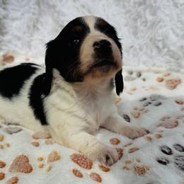 Dachshund Puppies from Brooke Crenshaw