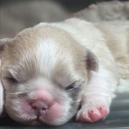 Sadie - White and fawn female French Bulldog puppy in Miami, Oklahoma from Destiny Jones