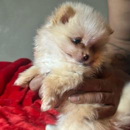 Freddy - Cream parti male Pomeranian puppy in Kansas City, Missouri from S&K Pomeranians