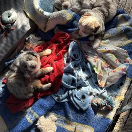 Miniature Australian Shepherd Puppies from Mid-Plains Mini Aussies