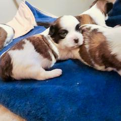 Mal-Shi, Maltese, and Shih Tzu Puppies from Michigan Maltese Puppies