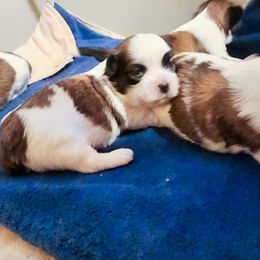 Mal-Shi, Maltese, and Shih Tzu Puppies from Michigan Maltese Puppies