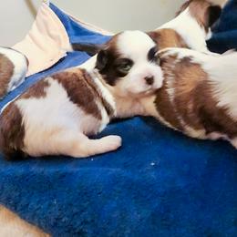 Mal-Shi, Maltese, and Shih Tzu Puppies from Michigan Maltese Puppies