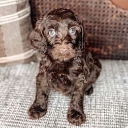 Etta James - Chocolate female Australian Labradoodle puppy in Decatur, Alabama from Southern Meadows Doodles