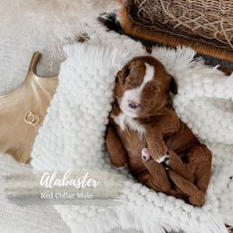 Alabaster - Red  male Goldendoodle puppy in Roanoke Rapids, North Carolina from Sweeter than Honey Doodles