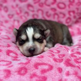 Sable - Agouti and white female Siberian Husky puppy in Centreville, Maryland from Huskies By the Bay