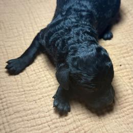 Boy 4 - Black male Poodle puppy in Mountain View, Arkansas from Ramer’s Spring Poodles
