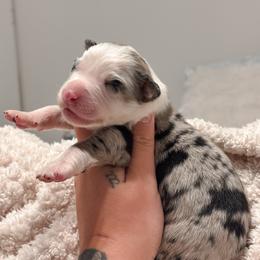 Knox AKC - Blue merle male Australian Shepherd puppy in Polk City, Florida from Skaky Shepherds