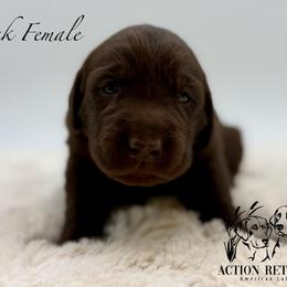 Pink - Chocolate female Labrador Retriever puppy in San Diego County, California from Travis’ Chocolate Labradors