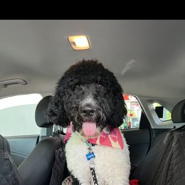 Goldendoodle Puppies from Little Bear Doodles