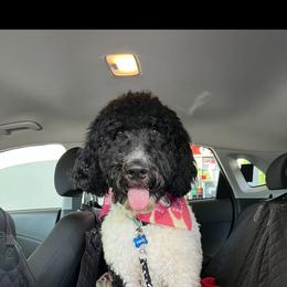Goldendoodle Puppies from Little Bear Doodles
