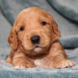 Blossom - Apricot female Australian Labradoodle puppy in Stanwood, Washington from Victoria Creek Australian Labradoodles