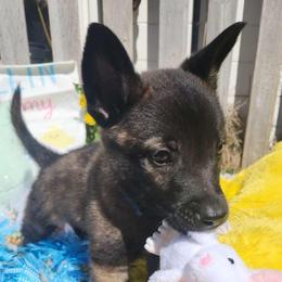 Blue - Fawn sable male Belgian Malinois puppy in Boise, Idaho from Wings of Freedom Retrievers and Malinois