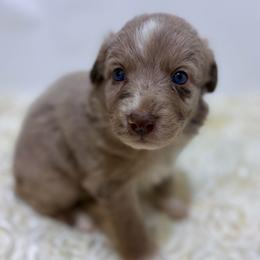 Honey - Yellow Collar - Red merle female Australian Shepherd puppy in San Marcos, California from Faith Family Freedom Farm
