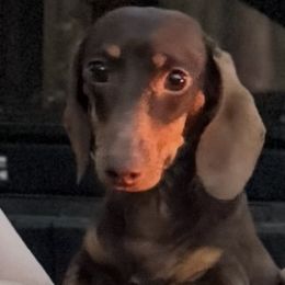 Joni - Dachshund