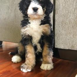 Bernedoodle and Goldendoodle Puppies from Bailey Mountain Doodles