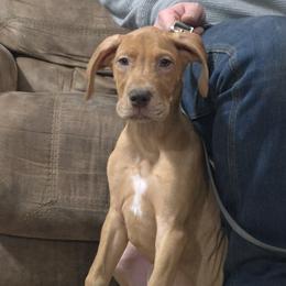 Warden - Merle male Great Dane puppy in Roseau, Minnesota from UNDAD'S KENNELS