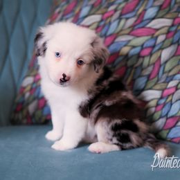 Australian Shepherd, Miniature American Shepherd, Miniature Australian Shepherd, and Toy Australian Shepherd Puppies from Painted Blue Aussies