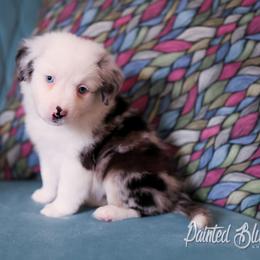 Australian Shepherd, Miniature American Shepherd, Miniature Australian Shepherd, and Toy Australian Shepherd Puppies from Painted Blue Aussies