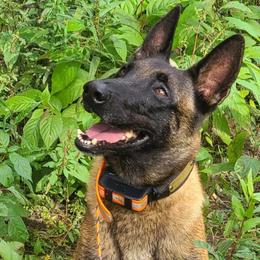 Belgian Malinois and Scottish Terriers from North River k9