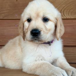 Sophie - Light golden female Golden Retriever puppy in Doniphan, Missouri from Stockford’s Golden Retrievers