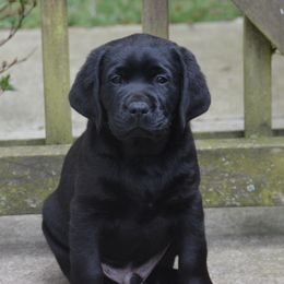 Labrador Retriever Puppies from ReiMur Labradors