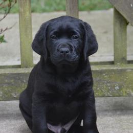 Labrador Retriever Puppies from ReiMur Labradors