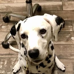 Dalmatians from Paisley Dalmatians