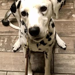 Dalmatians from Paisley Dalmatians