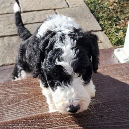 Sheepadoodle Puppies from Jaqueline Sparks