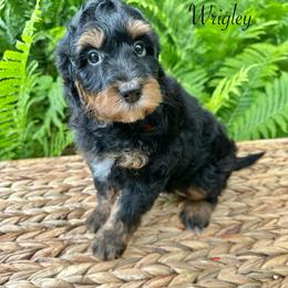 Wrigley - Phantom male Bernedoodle puppy in Thornville, Ohio from Four Front Doodles & Friends