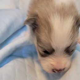 Boy 3 - Pomsky puppy in Hamlin, Maine from Northern Maine Samoyeds and Pomskies