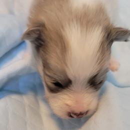 Boy 3 - Pomsky puppy in Hamlin, Maine from Northern Maine Samoyeds and Pomskies
