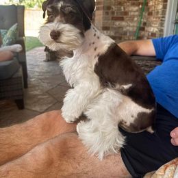 Miniature Schnauzer Puppies from Priscilla's Miniature Schnauzers