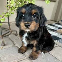 Sparkler - female Double Doodle puppy in Superior, Arizona from Mountain Bridge Doodles