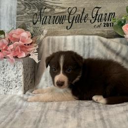 Koda - White and red male Border Collie puppy in Moody, Texas from Narrow Gate Farm