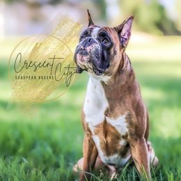 Toulouse - Boxer