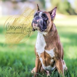 Toulouse - Boxer