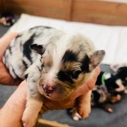 Wallen - Blue merle male Australian Shepherd puppy in Mckenzie, Tennessee from Whispering Iris Aussies