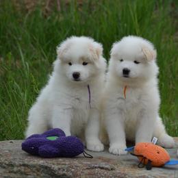 Samoyeds from Firecloud Samoyeds