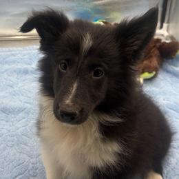 Girl 3 - Black and white female Shetland Sheepdog puppy in Pensacola, Florida from Nancy Barger's Siberian Huskies
