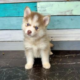 Able - Red and white male Pomsky puppy in Krum, Texas from Paw-Some Pomskies