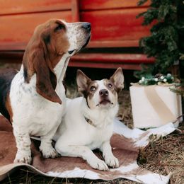 Sally - Basset Hound