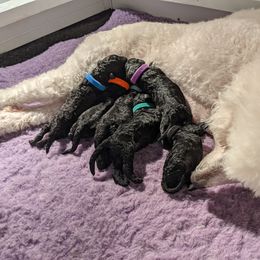 Poodle Puppies from Alue Standard Poodles