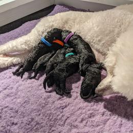 Poodle Puppies from Alue Standard Poodles