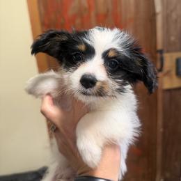 Neroy - Black & tan tri-color male Morkie puppy in Winston Salem, North Carolina from Patty’s Paws